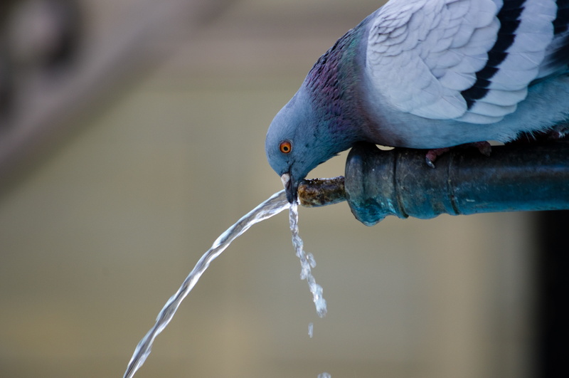 animal, eating, focus on foreground, city, close-up, pipe, no people, animals in the wild, motion, water, nature, food, fish, feeding, one animal, Pigeon