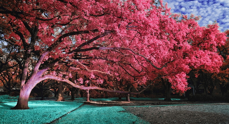 Nature, Park, Dreamlike, 720P, Trees, Magic, Amazing, Pink, Beautiful, Outdoor, Cute, blue sky, Aero, Romantic, Dream, Love, Creative, reach