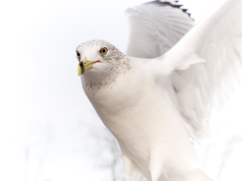 1080P, bird, dove, pure, white