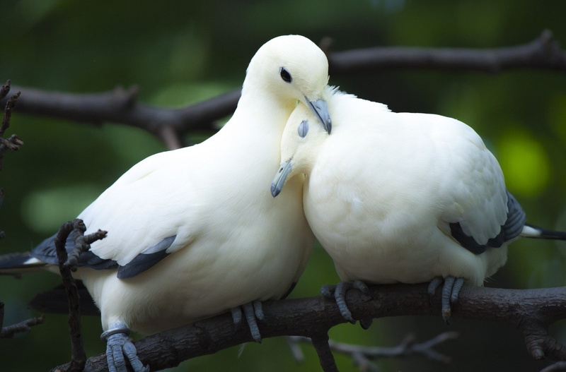 Dove, perching, plant, Birds, 1080P, outdoors, animal, close-up, no people, Couple, vertebrate, bird, tree, animal themes, nature, white color, beak, one animal