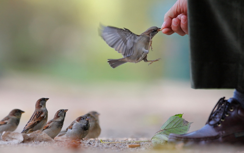 feeding, wildlife, day, hand, feather, human hand, group of animals, vertebrate, bird Watching, animal themes, beak, flying, eating, food, flock, nature