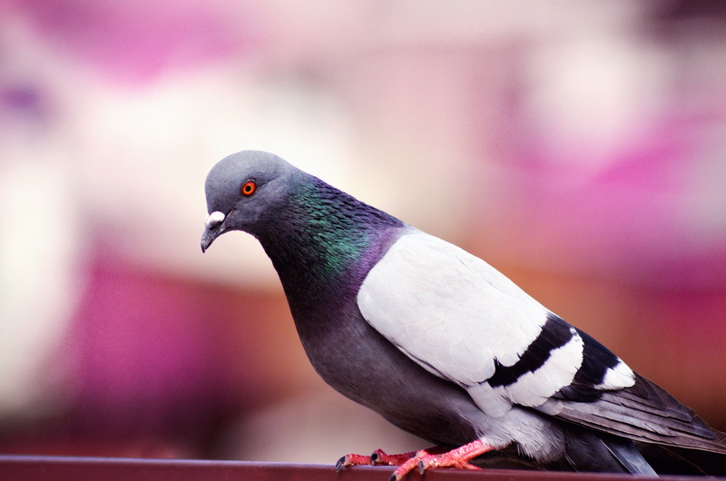 feather, no people, nature, dove - bird, multi Colored, looking, animals In The Wild, beauty In Nature, outdoors, gray, black Color, color Image, beak