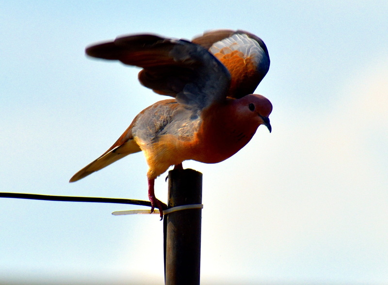 nature, animal themes, laughing dove, animal, vertebrate, full length, sky, group of animals, indian dove, clear sky, blue, perching, outdoors, low angle view