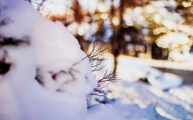 macro, 1080P, nature, winter, snow, hd, twig