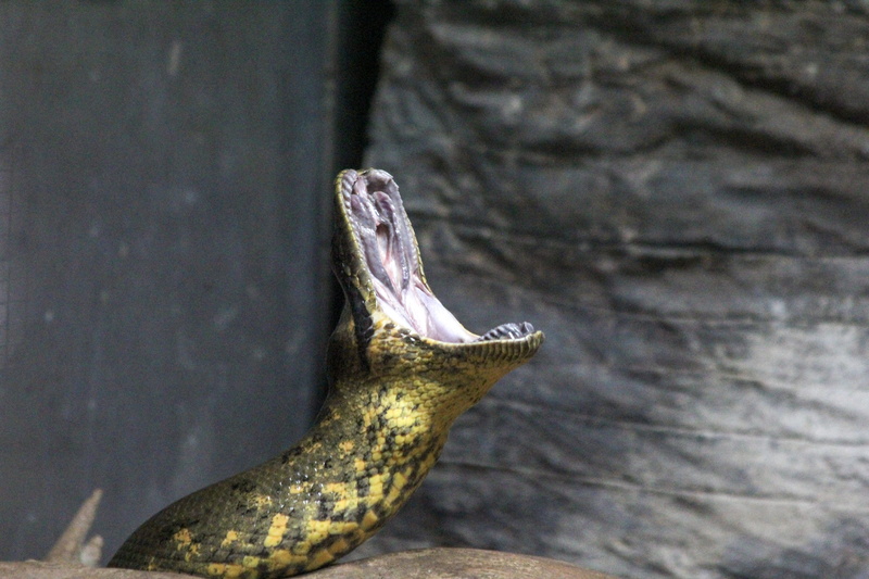 granite, animal, zoo, animal wildlife, no people, outdoors, head, fish, lizard, king snake, close-up, yellow, eating, wood - material, animal themes, high angle view