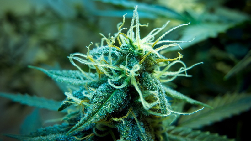 marijuana, ganja, 420, 1080P, weed