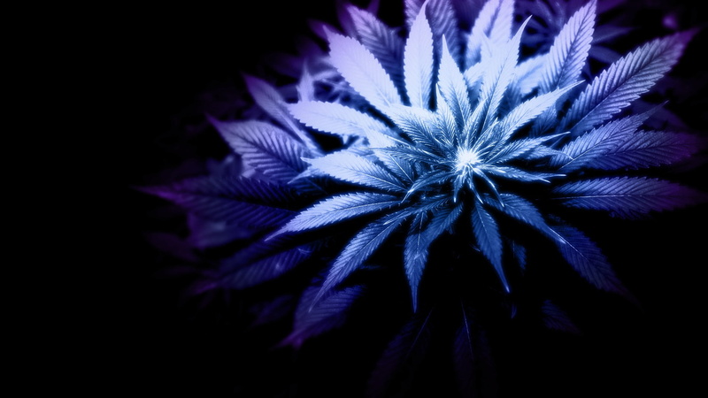 weed, 420, 1080P, marijuana, ganja