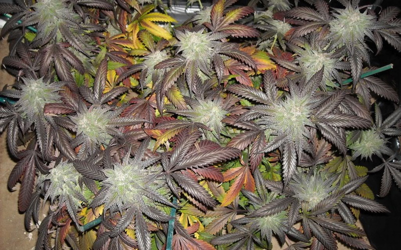 720P, kush, marijuana, 420, strain, weed, ganja, blackberry