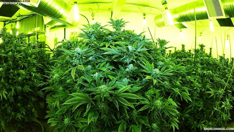 ganja, 1080P, 420, weed, marijuana