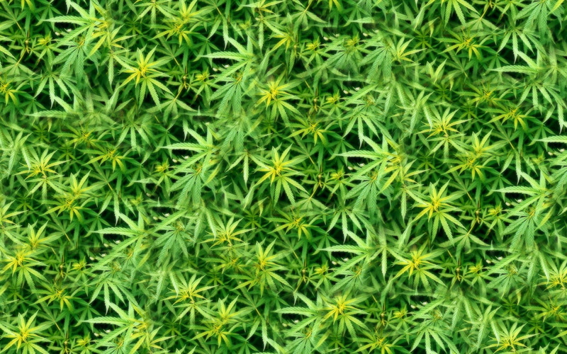 marijuana, ganja, weed, 720P, 420