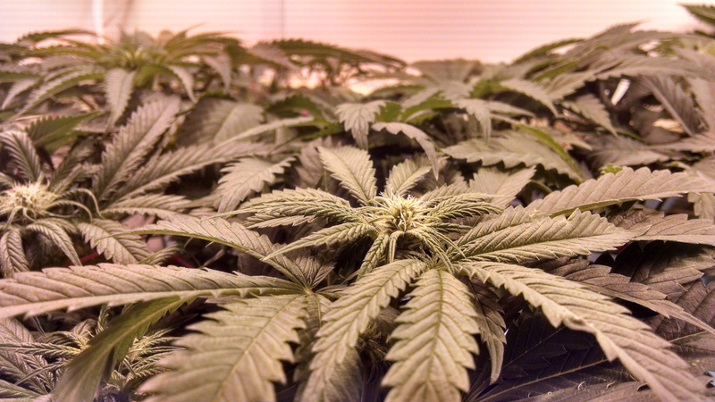 field, rural scene, agriculture, selective focus, plantation, leaf, plant part, marijuana, natural medicine, no people, ganja, flower, 4K, food, plant
