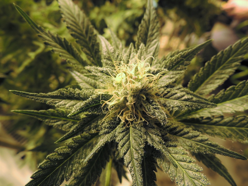 nature, photo, focus on foreground, growth, marijuana, flower, plant, plant part, recreational drug, cannabis plant, grow room, closeup, green, hemp, close-up