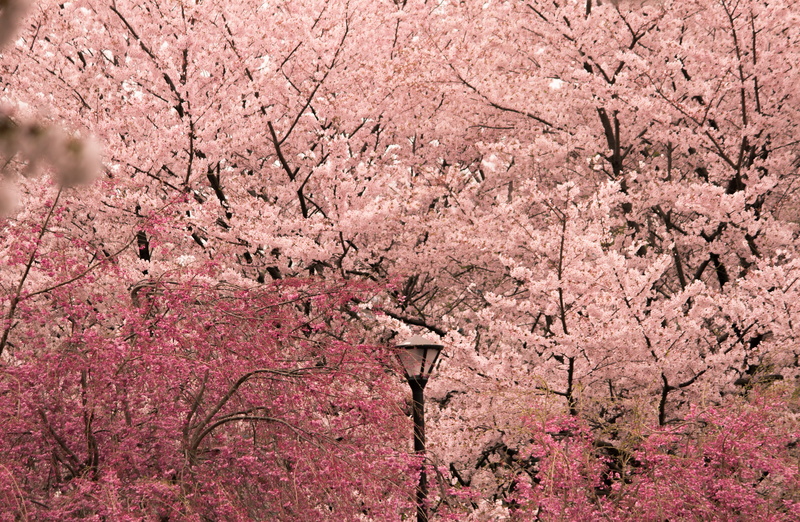 zen, flower, plant, tree trunk, plum blossom, blossom, nature, freshness, pink color, springtime, outdoors, final fantasy, flowering plant, festival, fragility