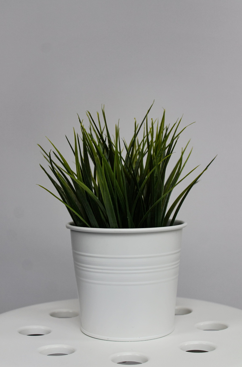 day, tin, anthurium, leaf, flower pot, ikea, 4K, plant, rosemary, studio shot, houseplant, sprout, wall - building feature, flower, table, close-up, nature