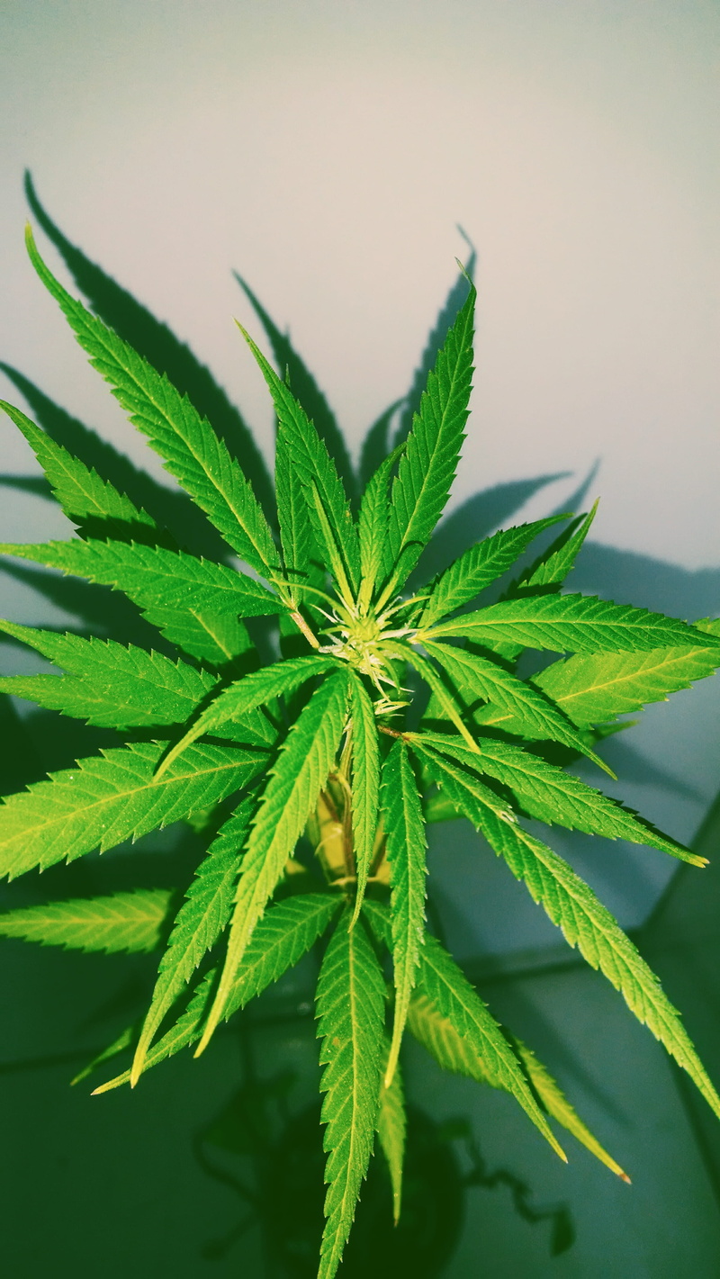 green, herbal medicine, leaf, joint, growth, food and drink, marijuana - herbal cannabis, outdoors, alternative medicine, nature, plant part, close-up