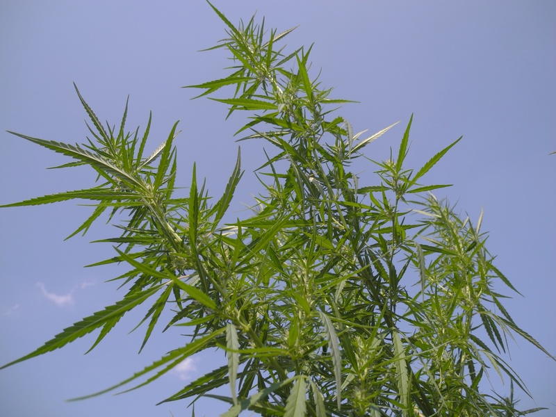 plant part, close-up, growth, medicinal herbs, thc, tranquility, herb, outdoors, sky, no people, day, sunlight, food, hemp, green, medicine, low angle view