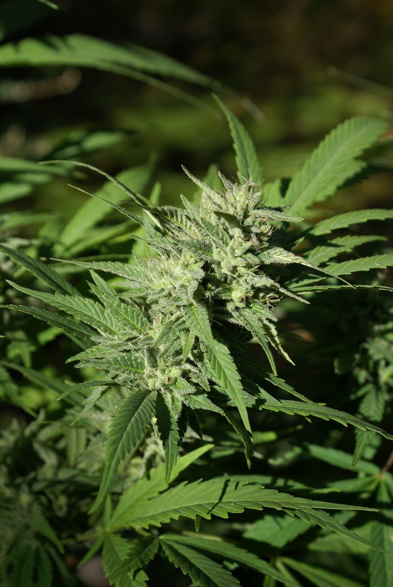 sativa, ganja, bud, 1080P, plant part, medical, photography, herb, smoke, healthcare and medicine, outdoors, beauty in nature, food and drink, cannabis flower