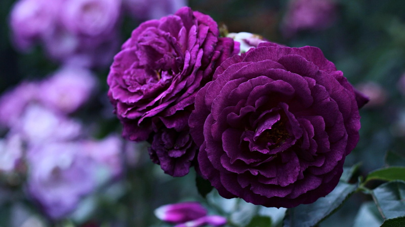 garden, plant, garden roses, petal, violet, rosa centifolia, blossom, roses, rose, 4K, purple roses, flora, blooming, flower