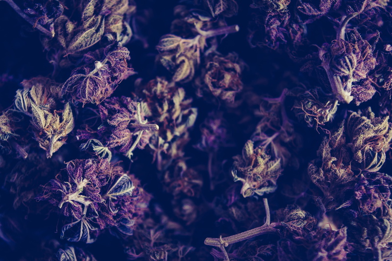 high angle view, weed, indoors, freshness, macro, food and drink, photo, backgrounds, wellbeing, full frame, nature, growth, no people, close up, green
