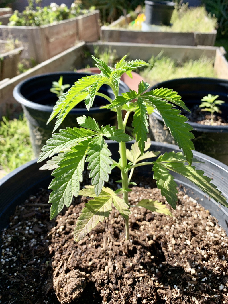 potted plant, agriculture, medicine, drug, green color, freshness, bud, garden, hemp, herb, marijuana, green, flower, cannabis, spring, dirt, 4K, weed