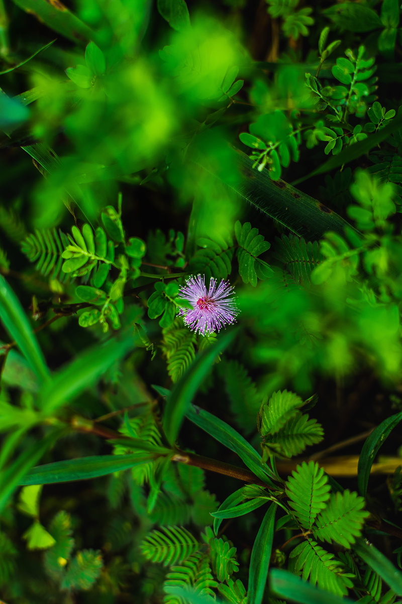 land, high angle view, natural, fragility, purple, agriculture, joint, garden, narcotic, day, freshness, gardening, meadow, marijuana, weed, leaf, 5K