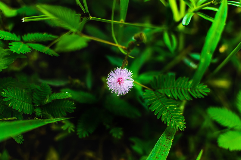 nature, 5K, pot, marijuana, focus on foreground, plant, hemp, cannabis, field, beauty in nature, flower, flowering plant, green, growth, grass, narcotic