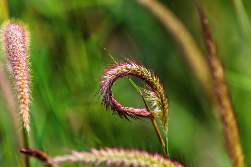 harvest, smoke, cannabis, herb, close-up, gardening, freshness, beauty in nature, garden, cereal plant, fragility, no people, 5K, natural, green color