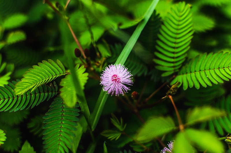 home, flower, green color, harvest, crop, field, cannabis, illegal, plant, garden, growth, smoke, herb, nature, flowering plant, fragility, freshness, leaf