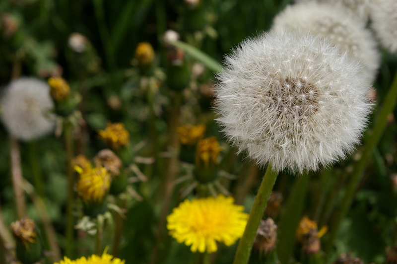 day, grass, medical, close, focus on foreground, delicious, sunshine, growth, plant stem, yellow, environment, spring, inflorescence, medicine, relax, natural