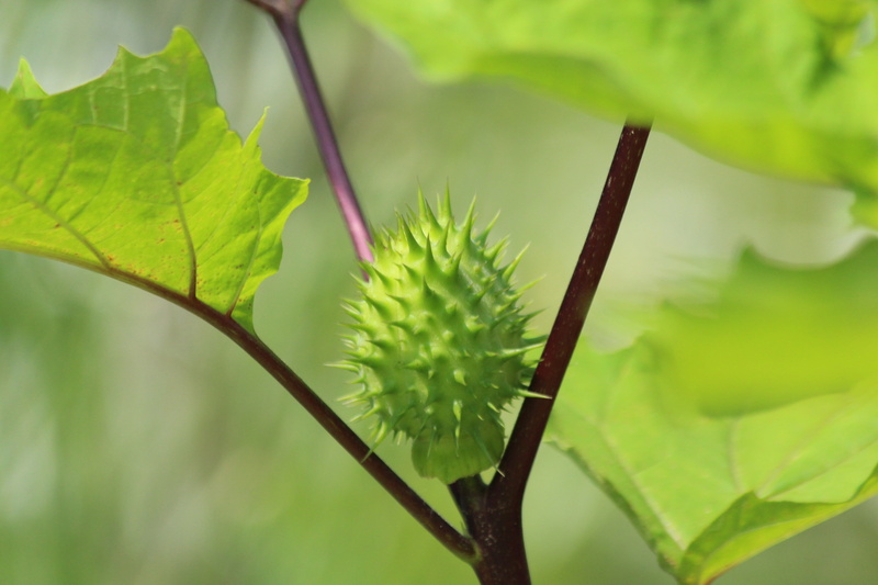 plant stem, outdoors, flora, tranquility, growth, leaves, spiky, no people, beauty in nature, dope, scratchy, branch, plant part, 5K, plant, vulnerability