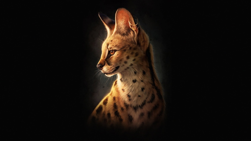 Johanna Tarkela, Cat, Face, by Johanna Tarkela, Animal, 1080P, Illustration, Art, Serval, Minimalism