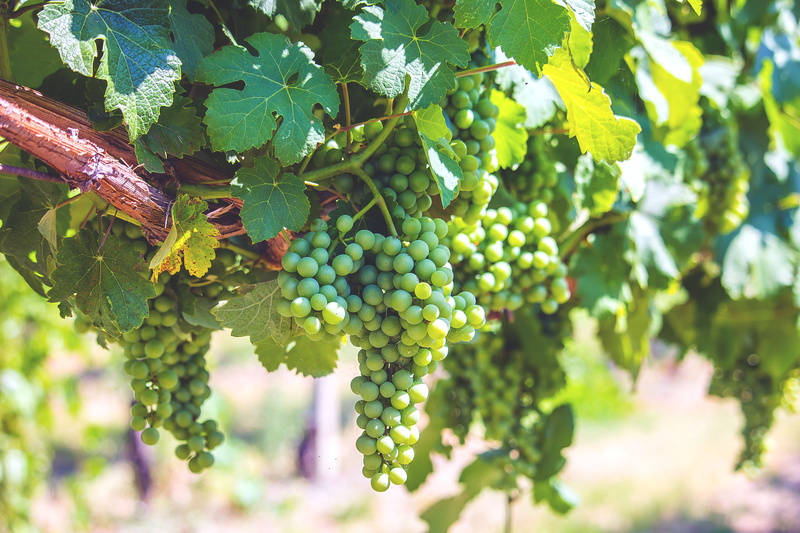 ripe, leaf, food and drink, winedharma, vine, hills, green color, italian wine, colli di imola, beauty in nature, nature, day, italy, 5K, vineyards, bologna
