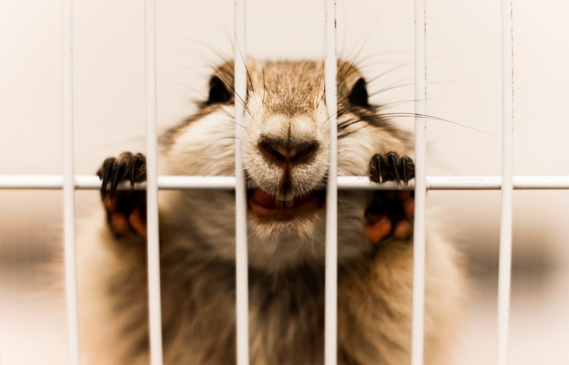 biting, pet, face, 1080P, cages, animals