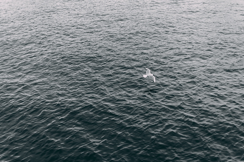 sea, wing, animal themes, water, aerial, view, animal wildlife, ultra hd, scenics - nature, 5K, ultrahd, seagull, no people, animals in the wild, animal