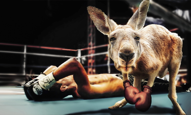 boxing gloves, people, composing, boxing match, human body part, domestic animals, fantasy, full length, focus on foreground, 2K, mammal, livestock, indoors