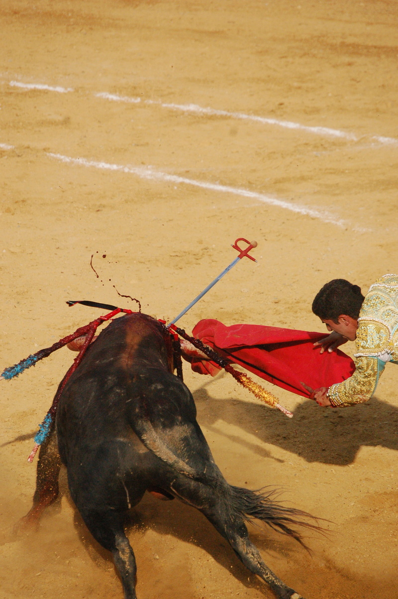 real people, fear, mammal, men, danger, sword, matador, plaza, domestic animals, sand, bulls, domestic, flag, vertebrate, one animal, beach, bull riding