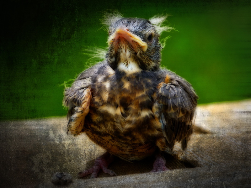 day, animal, orton, domestic, no people, animals in the wild, domestic animals, textured, effect, chick, vignette, full length, one animal, pets, 4K, animal themes