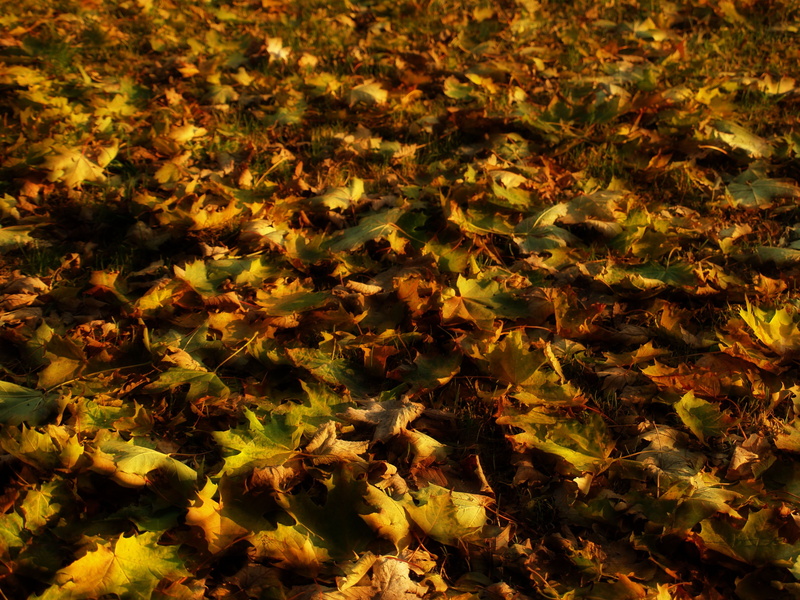 nature, leaves, 2K, Orton Effect