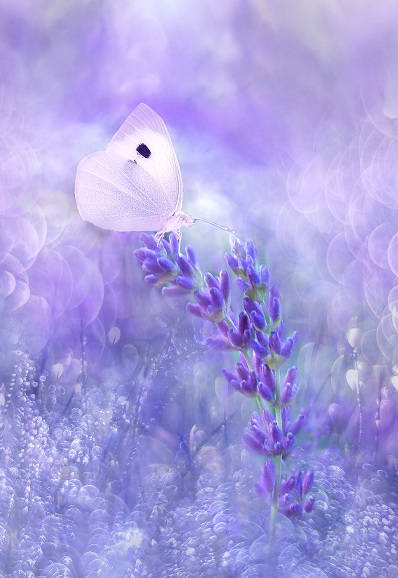 close, bloom, garden, summer, fragility, pink color, blur, flower, out of focus, animal themes, plant, romance, close-up, no people, soft bokeh, background