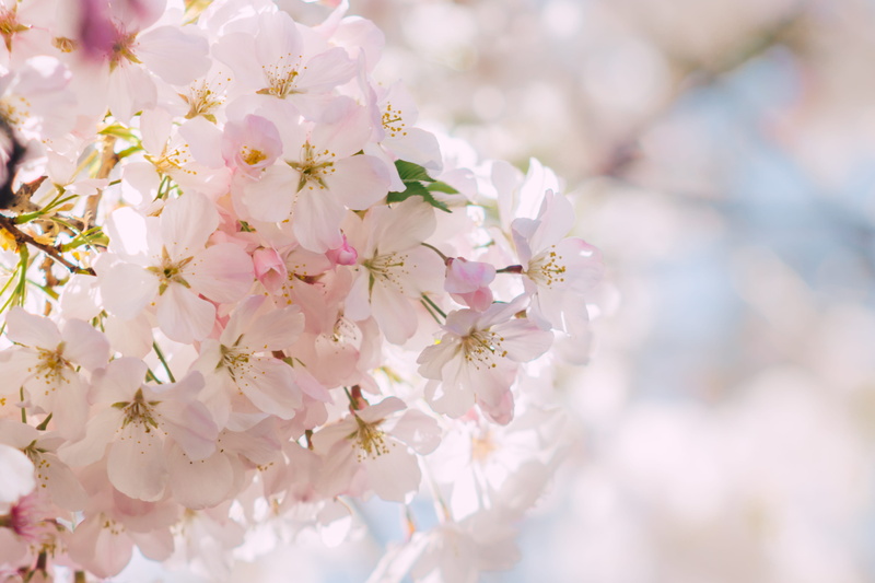 close-up, beauty In Nature, flower, pink Color, photography, white, white color, backgrounds, branch, no people, petal, season, april, flowering plant