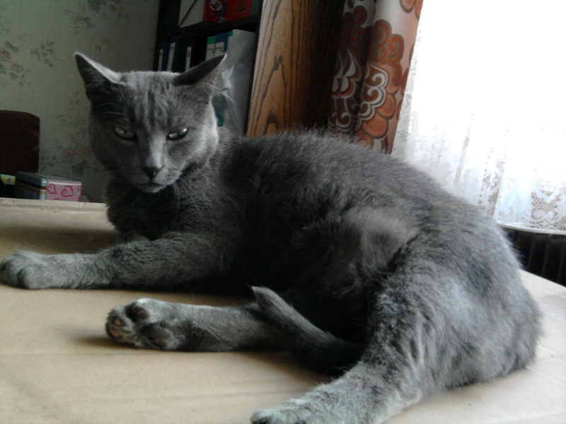 katze, cats, russian, 1080P, macke, cat, blue, mace, animals