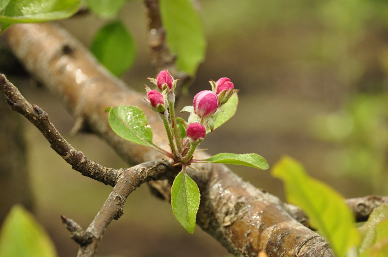 growth, focus on foreground, vulnerability, day, no people, plant part, flowers, springtime, freshness, flower, fruit, apple, 4K, leaf, outdoors, beauty in nature