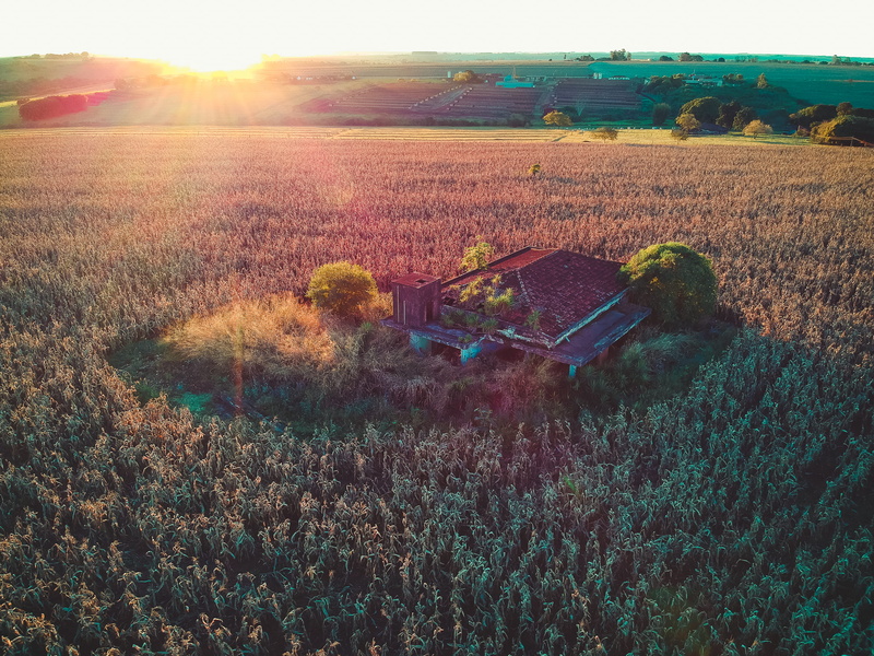 land, lens flare, sky, plantation, ourinhos, forest, outdoors, growth, brazil, plant, drone, environment, nature, landscape, rural scene, abandonada, dji
