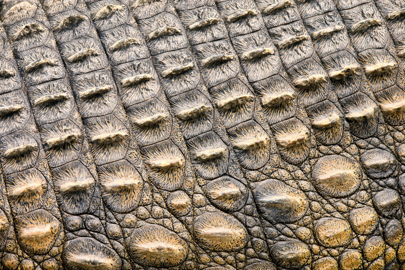 pattern, animal wildlife, reptile, hide, skin, animals In The Wild, danger, animal Teeth, backgrounds, zoo, nature, outdoors, alligator, large, animal Skin