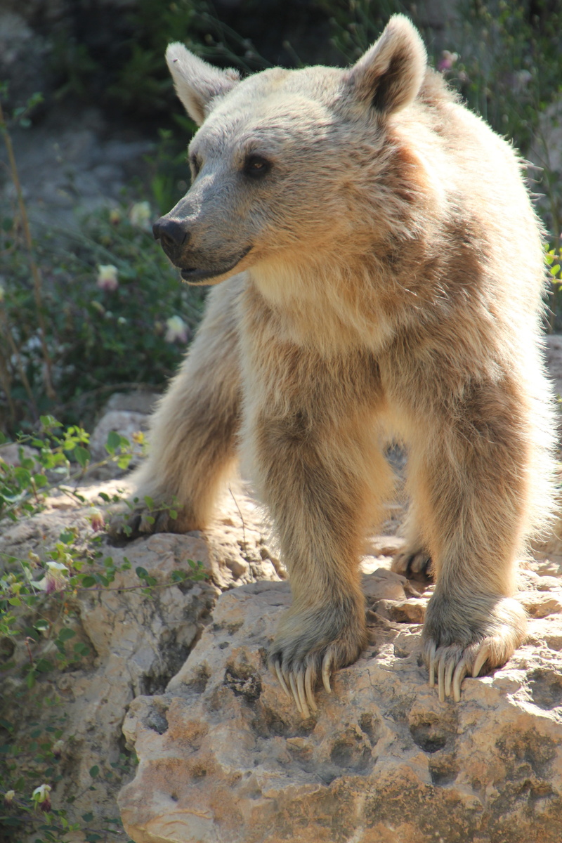 looking away, color, mammal, outdoor, day, zoology, autumn, rock - object, animal, fall, branch, focus on foreground, bear, foliage, wall, animals in the wild
