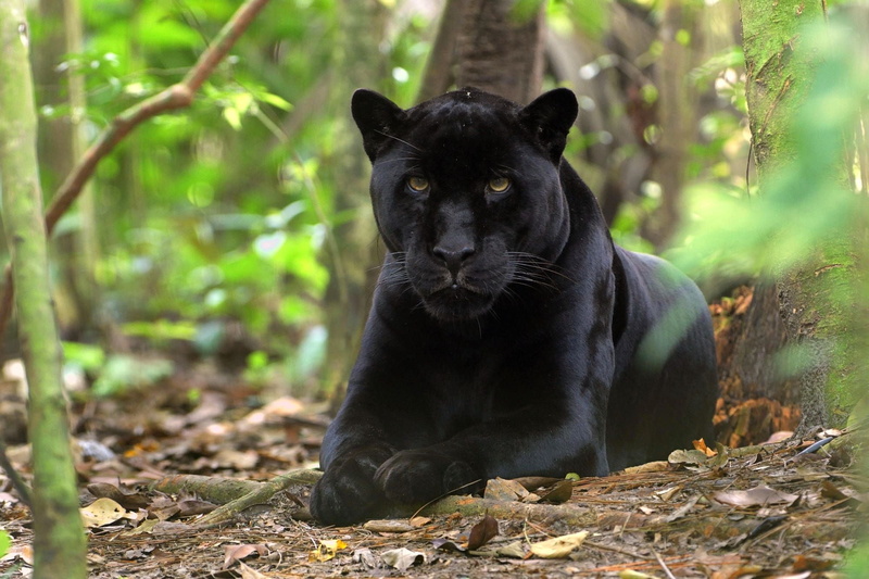 africa, vertebrate, endangered Species, carnivore, animal, animal themes, fur, animal wildlife, safari Animals, no people, pets, feline, predator, looking at camera