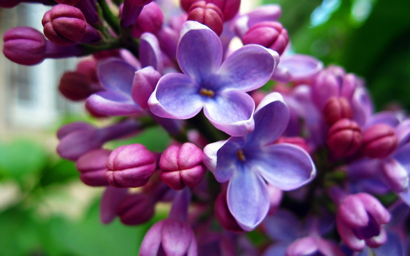 day, close-up, plant, flowers, bunch of flowers, purple flowers, beauty in nature, purple, pink color, petal, ornamental garden, growth, outdoors, focus on foreground
