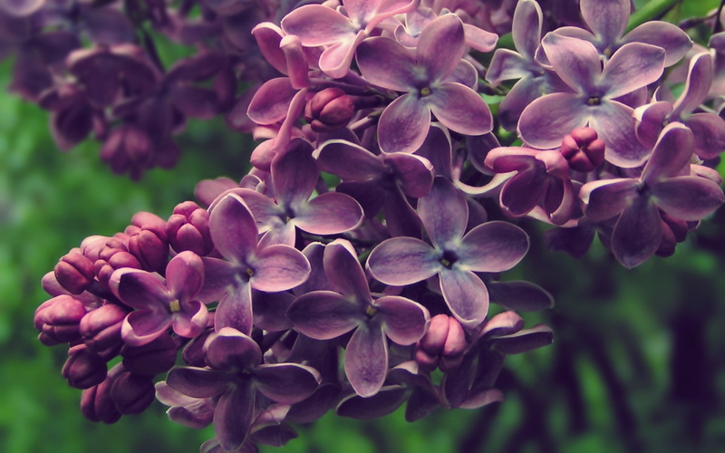 purple flowers, nature, lilac, flowers, 1080P
