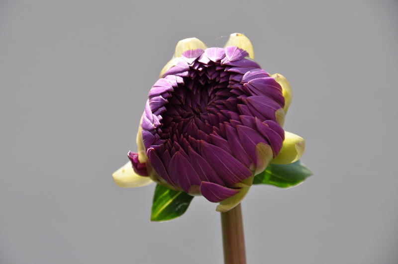 indoors, leaf, close-up, green, flower head, nature, flowers, purple, flower, plants, flowering plant, growth, inflorescence, beauty in nature, purple flowers