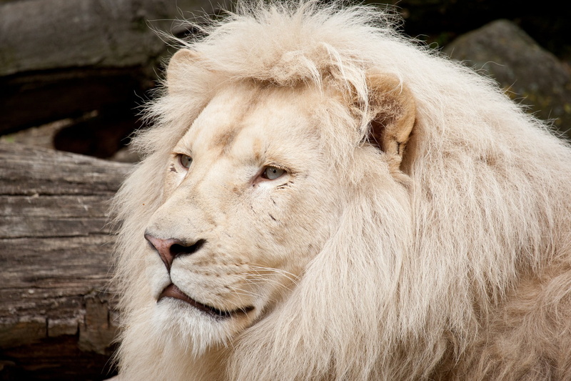wild, white lion, muzzle, Cat, 1080P, mane, lion